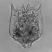 Brachionus bidentata
